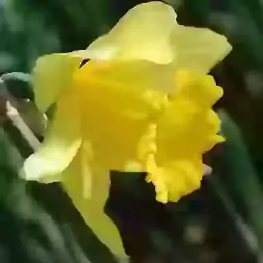 Obvallaris